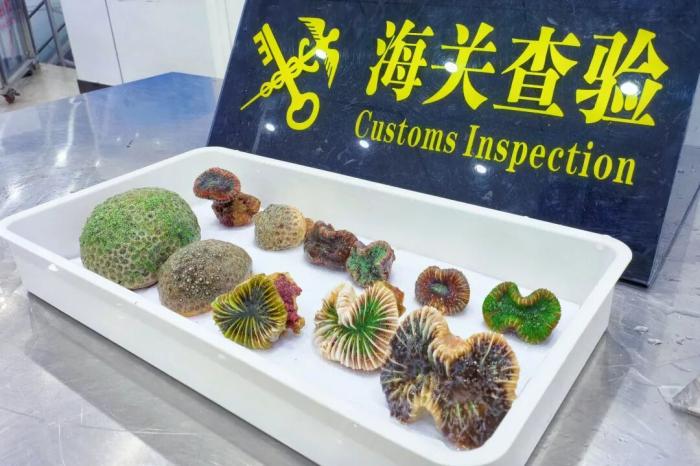 东兴海关查获违规入境活体石珊瑚162株