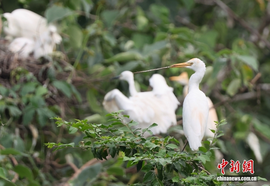 重庆大足龙水湖：千鹭栖湖畔 生态绘新卷