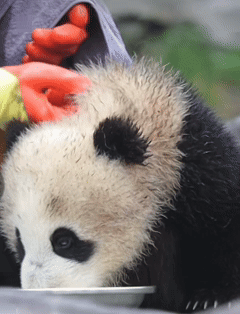 美丽中国行丨“小熊友”每天吃些啥？专属食谱揭秘