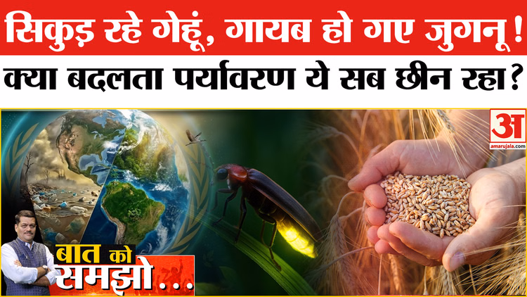 सिकुड़ रहे गेहूं, गायब हो गए जुगनू! क्या बदलता पर्यावरण ये सब छीन रहा?
