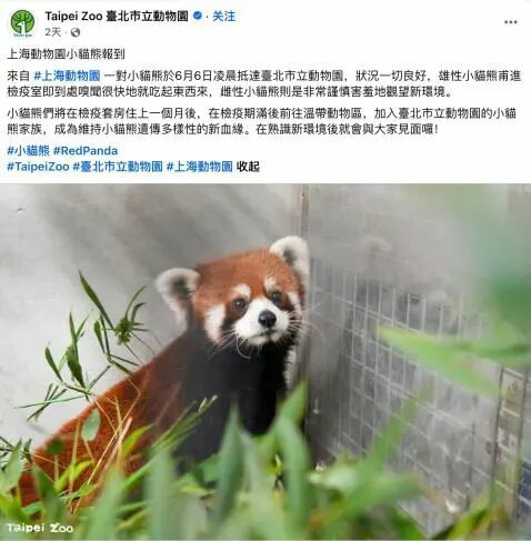 两只小熊猫刚到台湾就火了！有人抢着取名，有人却谈“前提”