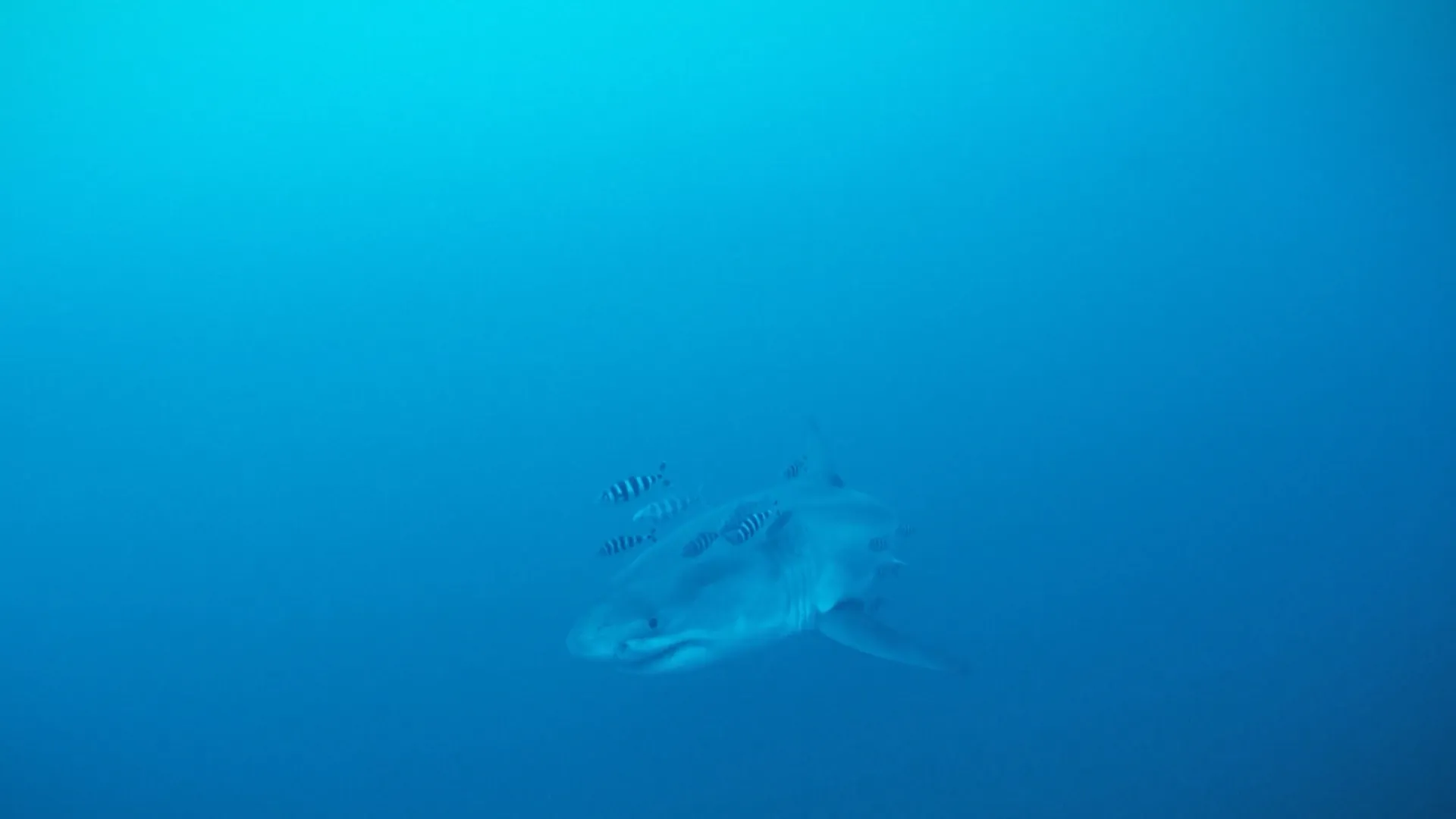 New video of great white shark in Mediterranean goes viral