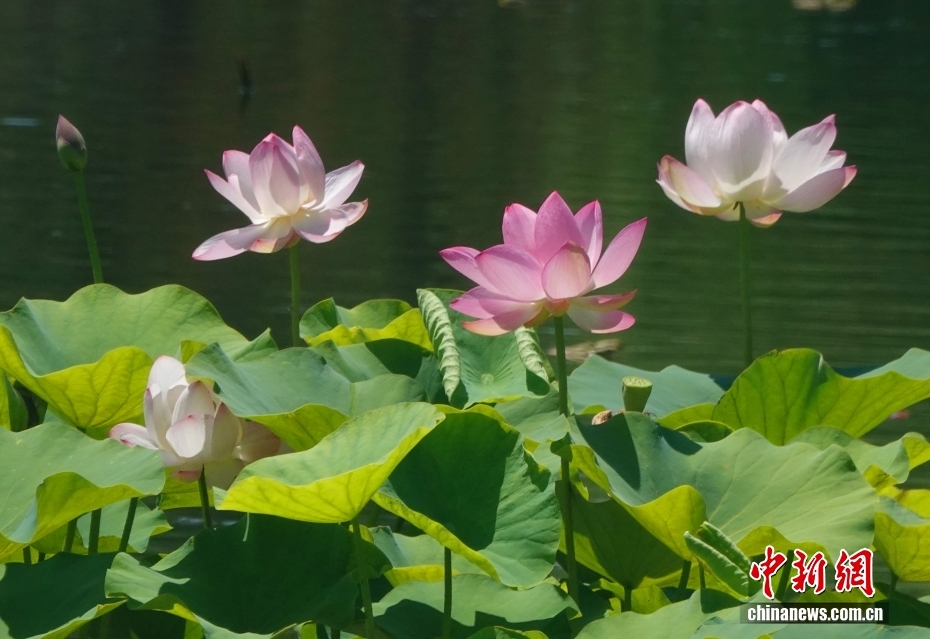 北京：圆明园旁扇面湖荷花盛开