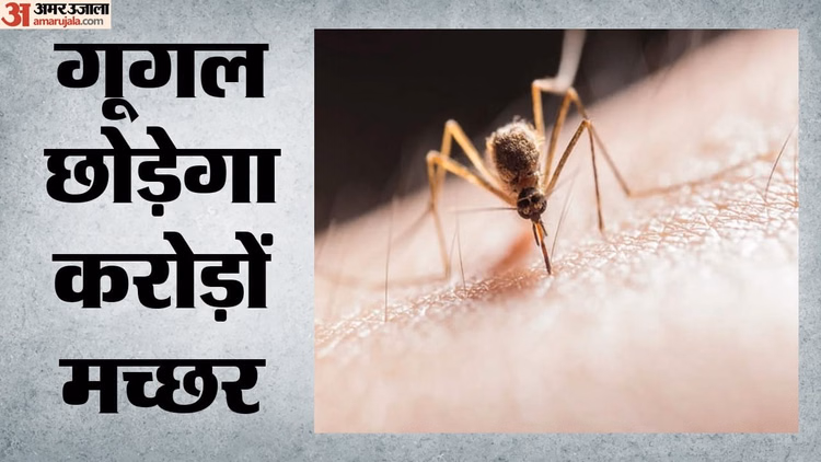 US: मच्छरों की आबादी घटाने के लिए गूगल ने निकाली गजब तरकीब, बीमारी वाली प्रजातियों के खात्मे की बनाई योजना