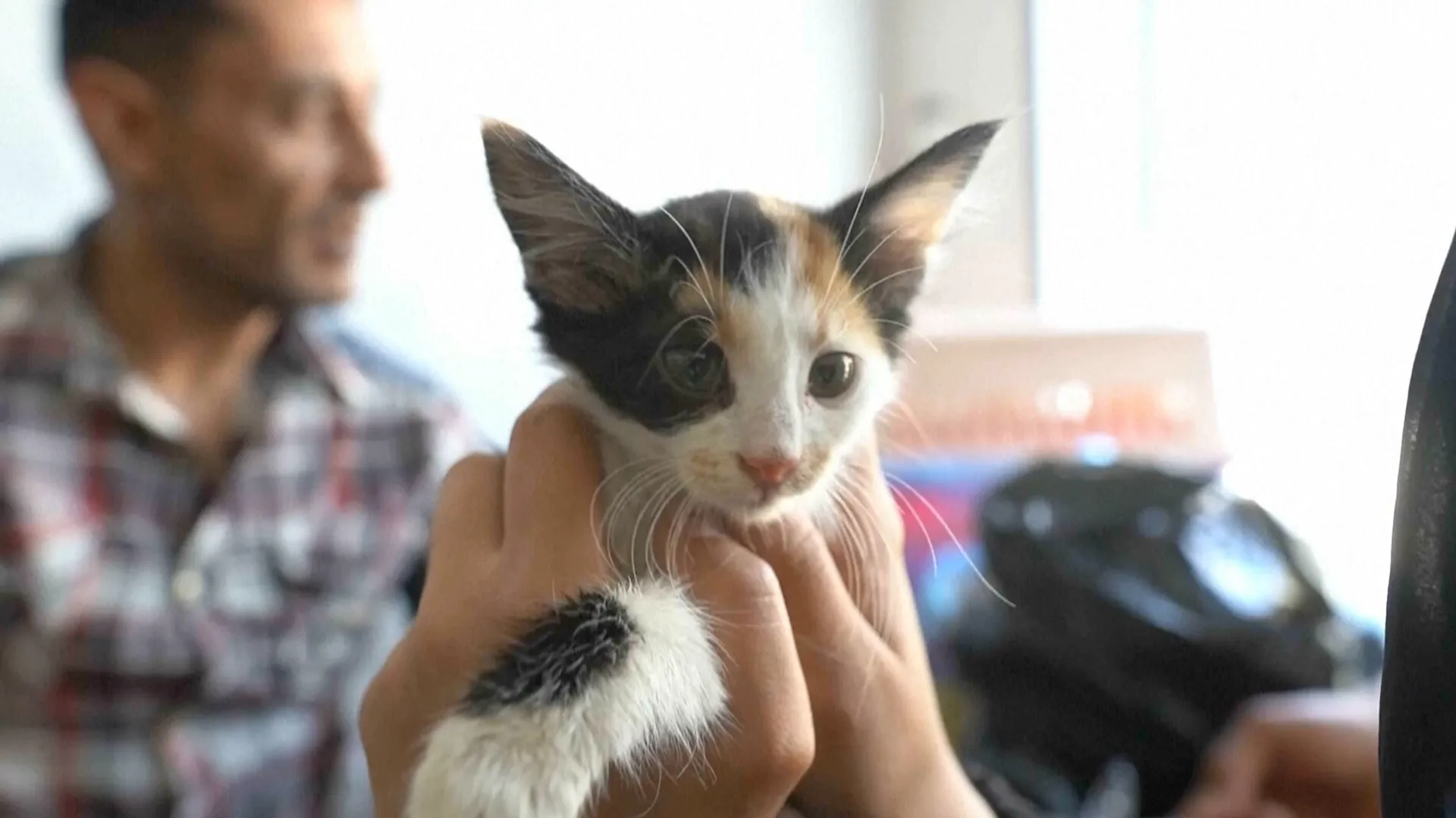 Gaza pet owners struggle to keep animals healthy amid vet crisis