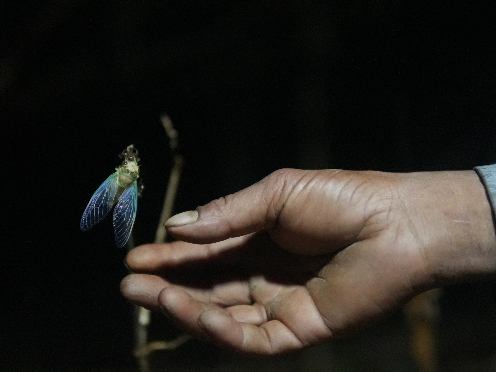 The World Cup cicada: India’s rare insect on a four-year clock