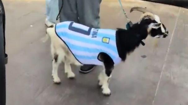 World Cup Daily: NFL star Winston dresses goat as ...