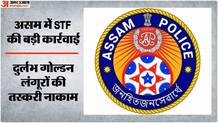 Assam Police: असम में वन्यजीव तस्करी गिरोह का भंडाफोड़, एसटीएफ ने आठ गोल्डन लंगूरों को बचाया गया, नौ गिरफ्तार